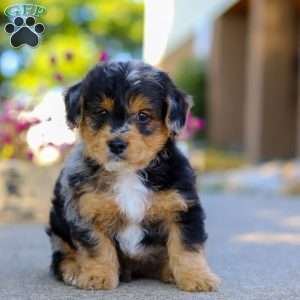 Bam Bam, Yorkie Poo Puppy